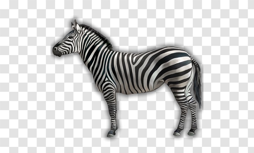 Zebra Clip Art Image Black And White Photograph - Wildlife Transparent PNG