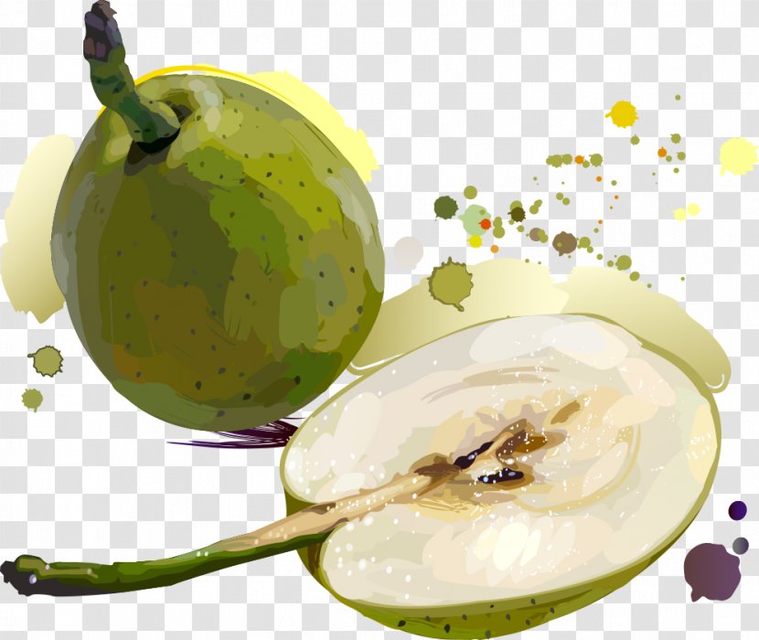 Golden Fruit Asian Pear Illustration - Apple - Vector Pears Transparent PNG