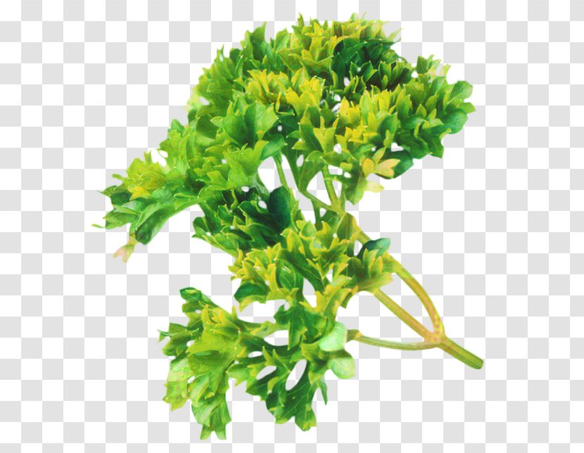 Parsley Rapini Subshrub - Flower Transparent PNG