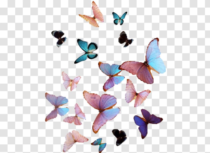 Butterfly Cuteness Victon Aesthetics Color Transparent PNG