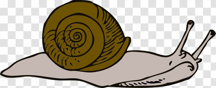 Escargot Sea Snail Clip Art - Free Content - Swordfish Clipart Transparent PNG