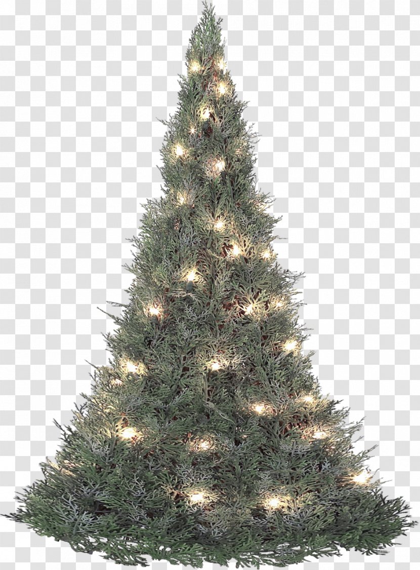 Boston Christmas Tree Fir Pine Transparent PNG