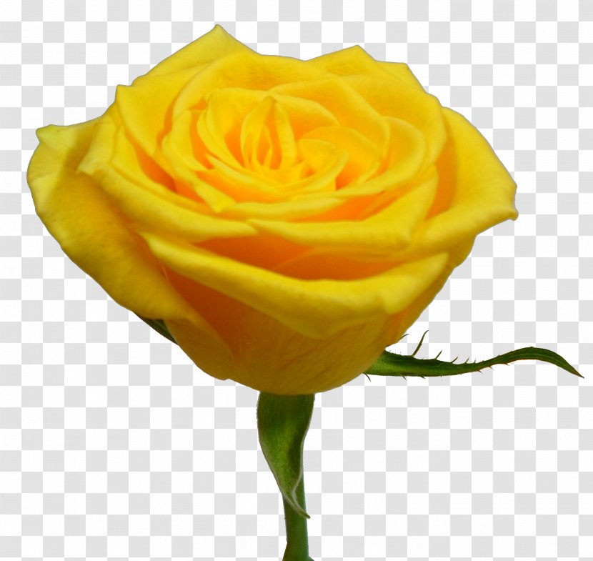 Garden Roses Austrian Briar Floribunda Cut Flowers - Yellow - Solaire Transparent PNG