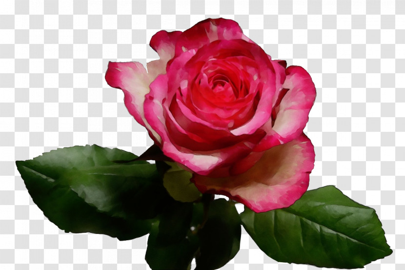 Garden Roses Transparent PNG