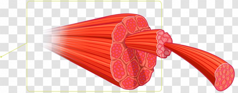 Skeletal Muscle Myocyte Strength Training Anatomy - Connective Tissue Transparent PNG