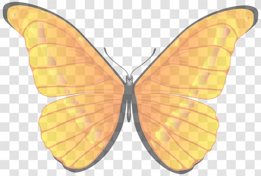 Orange - Moths And Butterflies - Pollinator Symmetry Transparent PNG