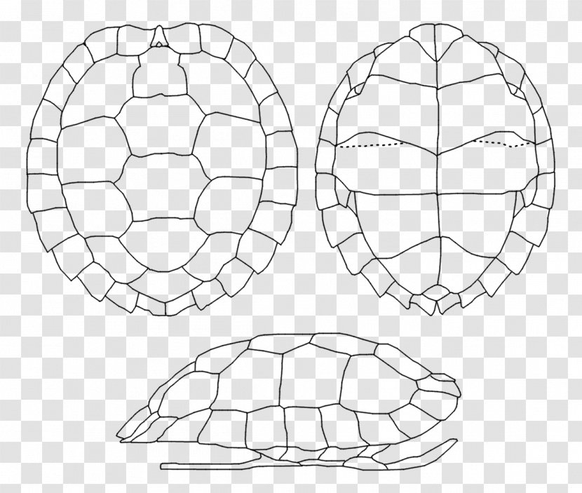 Tortoise Desktop Wallpaper Computer Football Font - Symmetry Transparent PNG