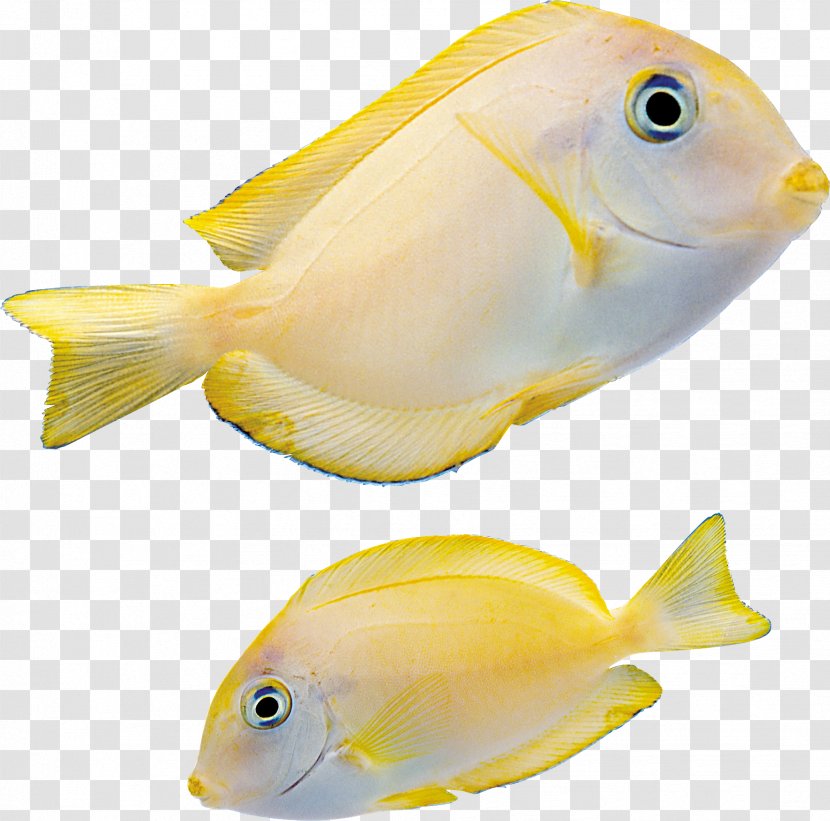Fish Pomacentridae Pomacanthidae Marine Biology - Coral Reef Holacanthus Transparent PNG