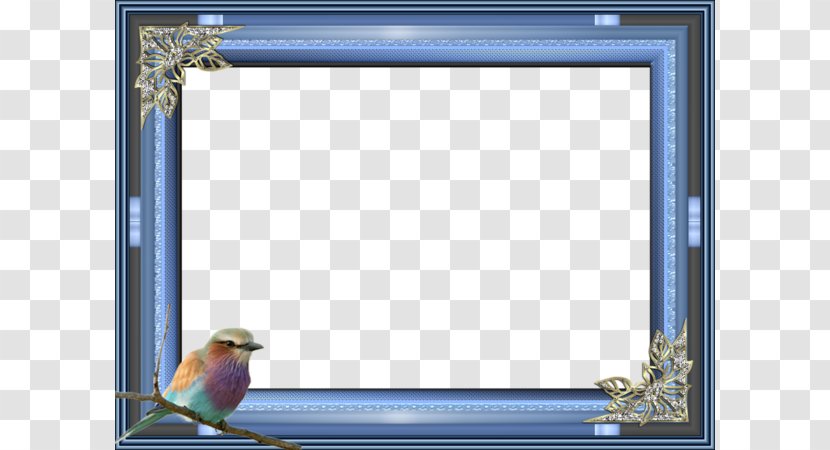 Bird Picture Frame Blue Photography - Recreation - Border Transparent PNG