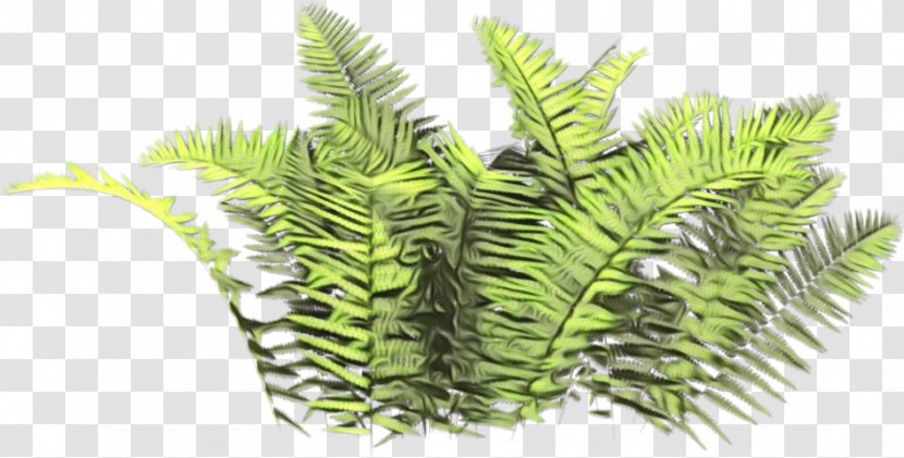 Palm Tree Background - Caulerpa - Ferns And Horsetails Transparent PNG