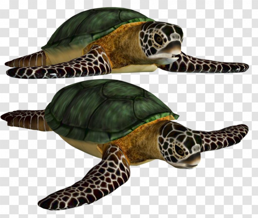 Sea Turtle - Organism - Green Shell Transparent PNG