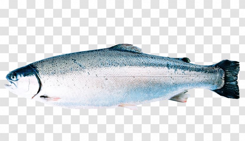 Fish Salmon Oily Sockeye - Coho - Products Bass Transparent PNG