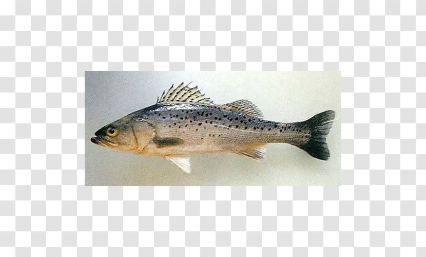 Japanese Sea Bass European Trout-perch Fossil - Perchlike Fishes - Fish Transparent PNG