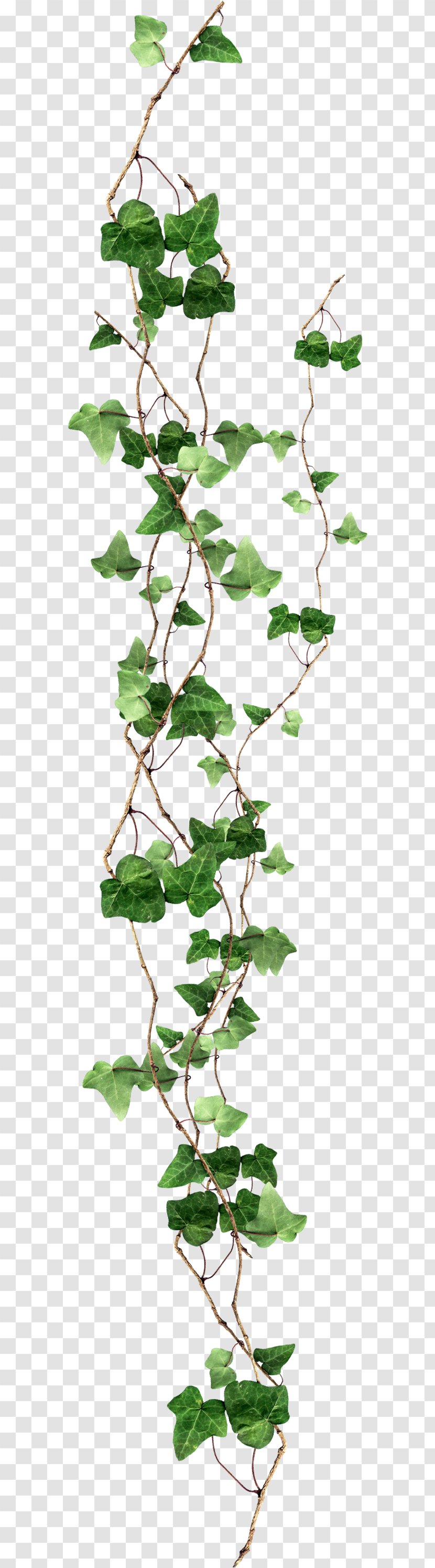 Ivy - Data Compression - Balcony Transparent PNG