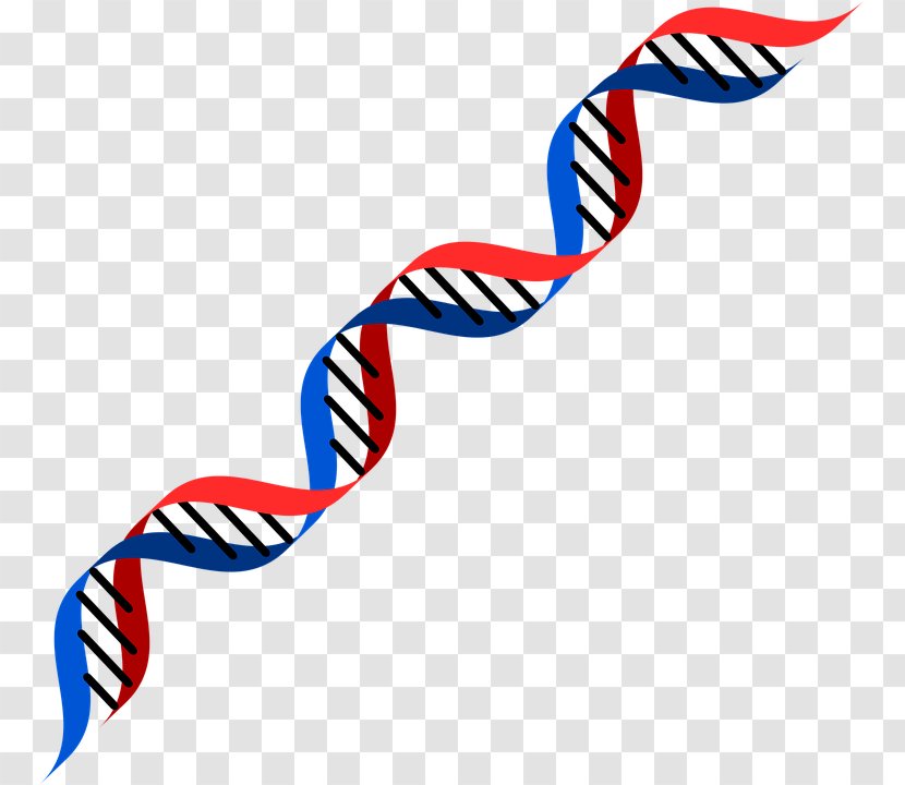 DNA Genetics RNA Genetic Testing Clip Art - Heredity - Dna Double Helix Transparent PNG