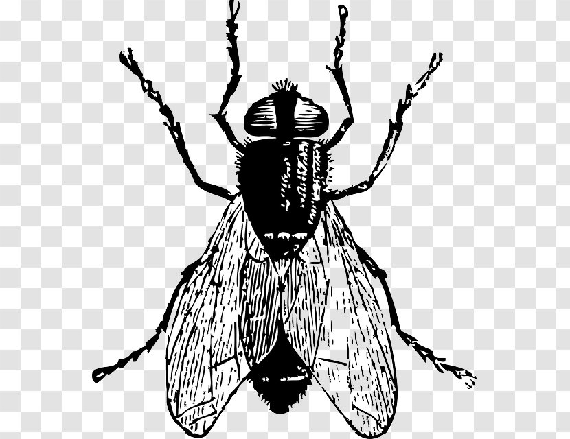 Fly Drawing Clip Art - Invertebrate Transparent PNG