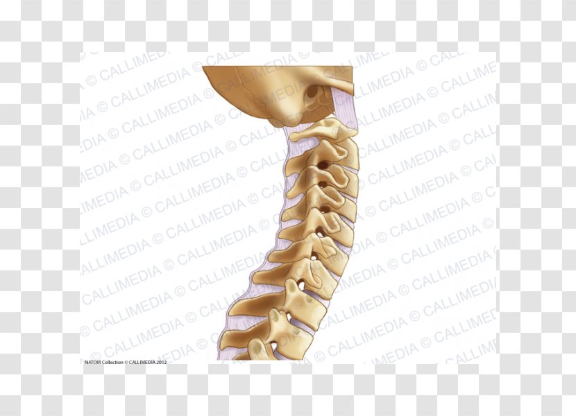 Nuchal Ligament Cervical Vertebrae Vertebral Column Lumbar - Human Skeleton - Arthritis Transparent PNG