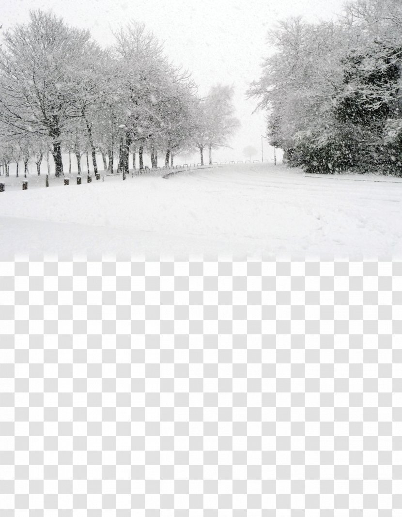 Snow Stock.xchng Stock Photography Winter - Tree - Free Matting Material Transparent PNG