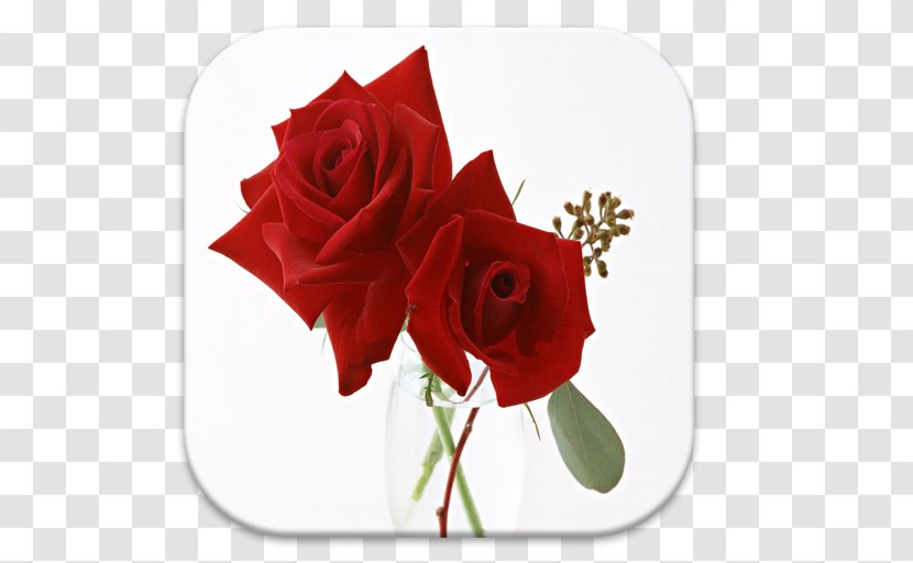 Rose Clip Art Flower Bouquet - Lossless Compression Transparent PNG