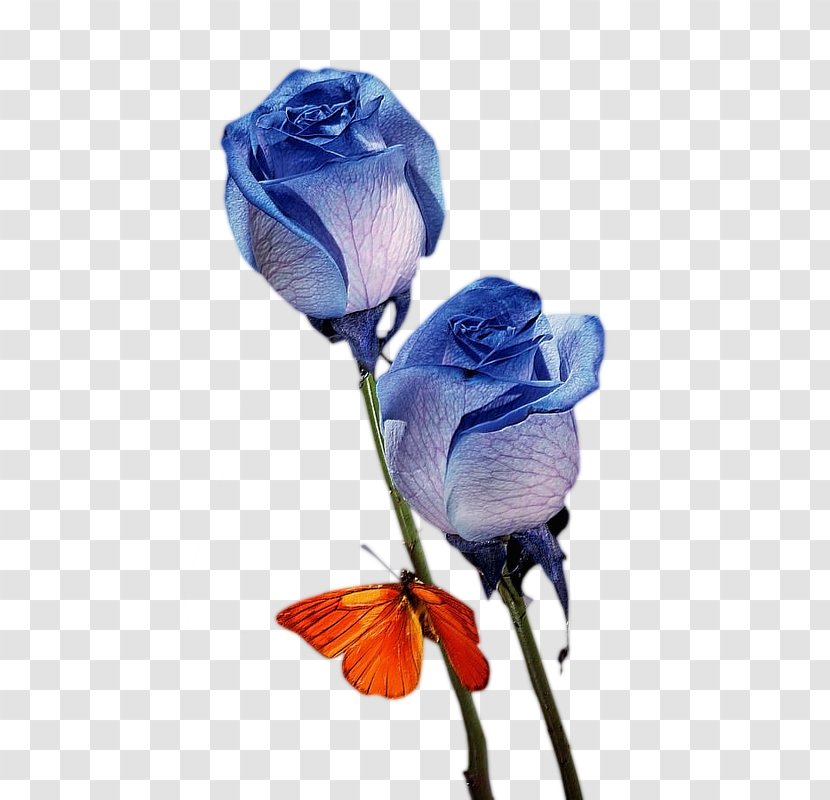Blue Rose Flower Bouquet Nosegay - Flowering Plant - Free Creative Pull Transparent PNG