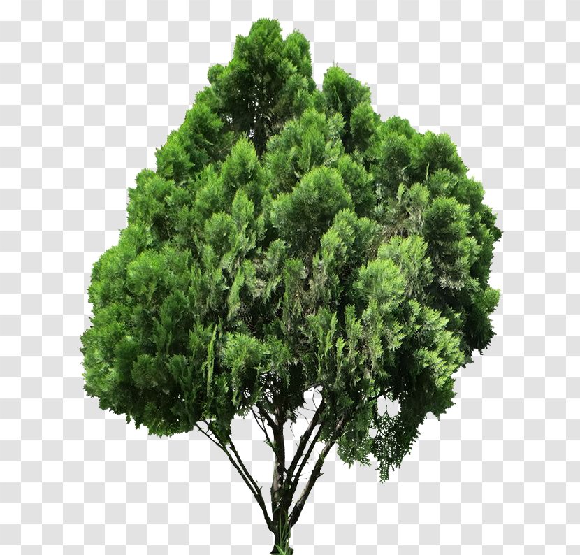 Clip Art Conifers Image Tree - Arborvitae - 3d Trees Transparent PNG