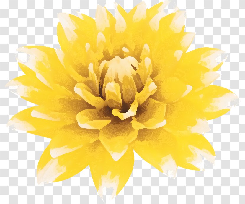 Dahlia Petal Cut Flowers Chrysanthemum - Flower Transparent PNG