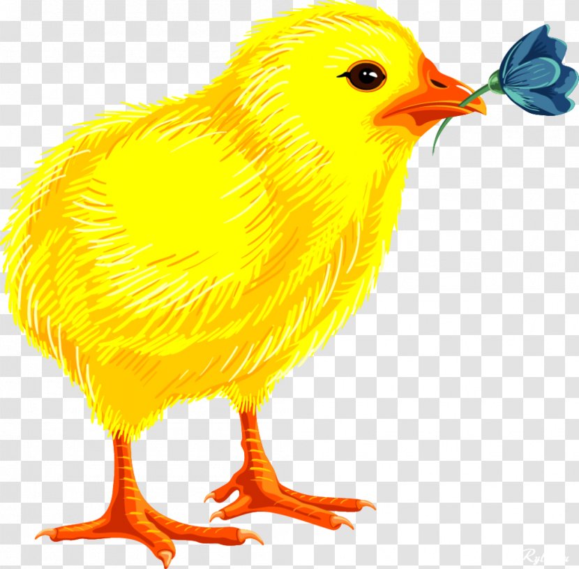 Easter Egg Clip Art - Feather - Chick Transparent PNG