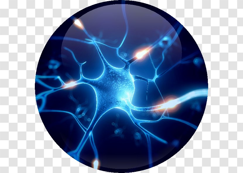Neuron Nervous System Neurodegeneration Synapse Brain - Nerve Transparent PNG