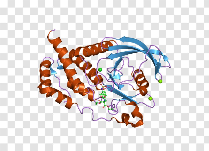 PTPRB Art Protein Tyrosine Phosphatase - Video Transparent PNG