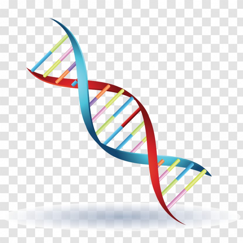 Chromosome Genetics DNA Symbol Clip Art - Dna - Vector Transparent PNG