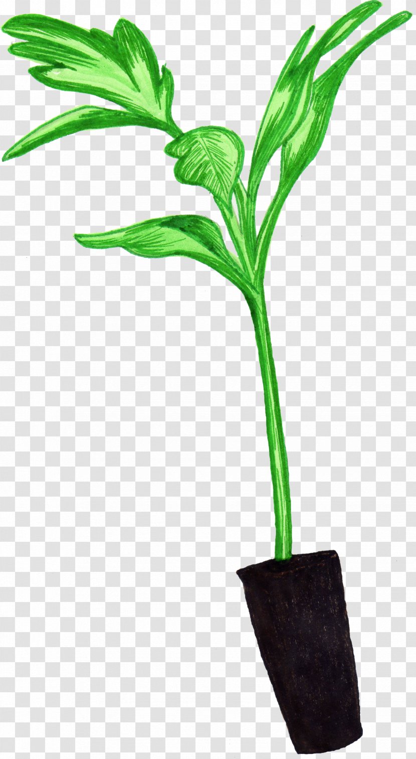 Seedling Leaf Plant Stem Flowerpot Tomato - Flower Transparent PNG