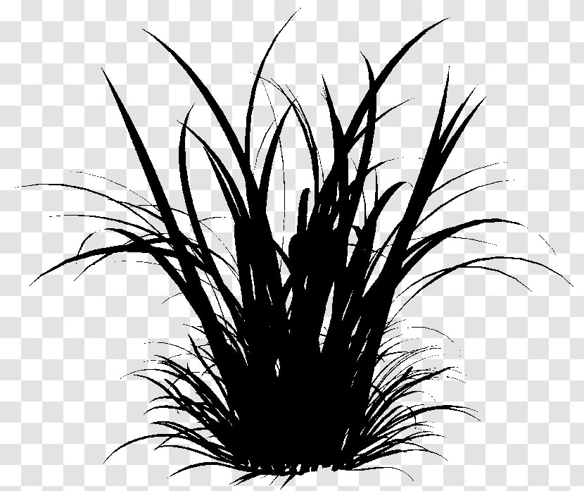 Ornamental Grass Clip Art Grasses - Family Transparent PNG