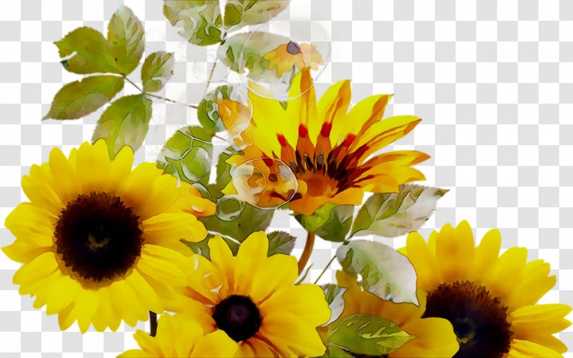 Common Sunflower Yellow Annual Plant Seed - Flower - Floristry Transparent PNG