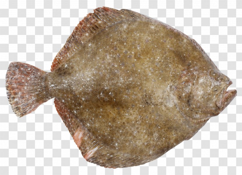 Fish Flatfish Sole Flounder Transparent PNG