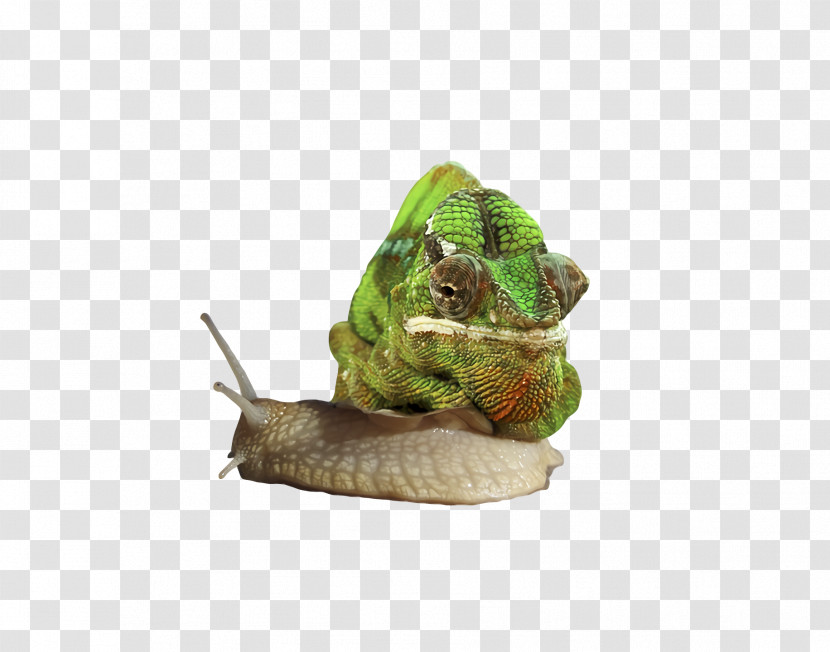 Snail Transparent PNG