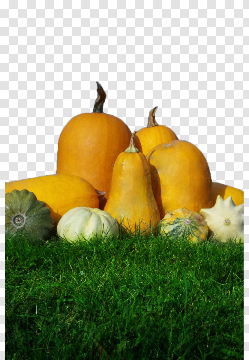 Pumpkin Calabaza Gourd Winter Squash Harvest - Autumn Transparent PNG