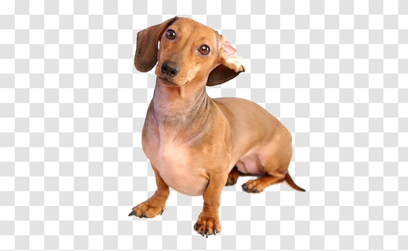 Dachshund German Pinscher Puppy Dog Breed Android - Scent Hound Transparent PNG