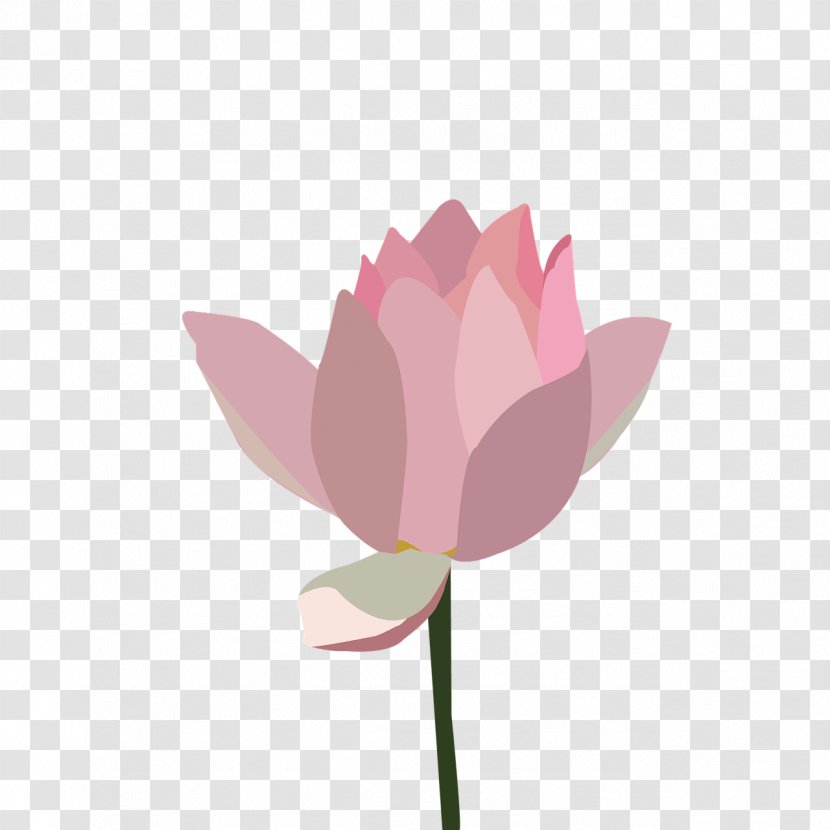 Nelumbo Nucifera Proteales Plant - Therapy - Lotus Transparent PNG