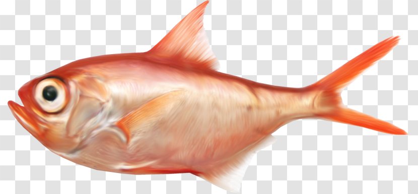 Saltwater Fish Clip Art - Underwater Transparent PNG