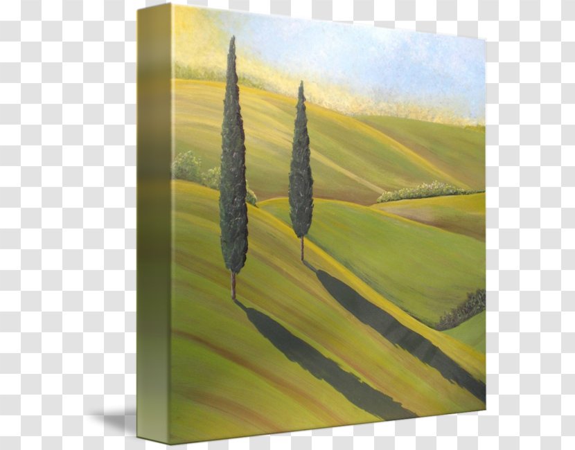 Painting Photography Leaf Ecoregion Poster - Grass Family - Rolling Hills Transparent PNG