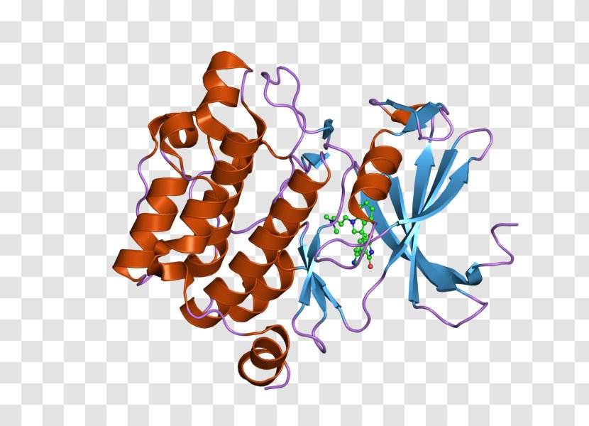 Epidermal Growth Factor Receptor PIM1 - Protein Kinase Transparent PNG