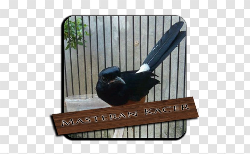Bird Magpie-robins Mobile App Oriental Magpie-robin Application Software - Highway M06 Transparent PNG