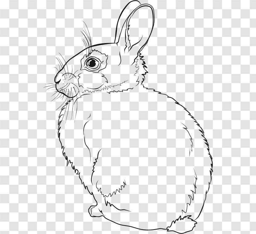 Hare Easter Bunny Line Art Rabbit Drawing - Wildlife Transparent PNG