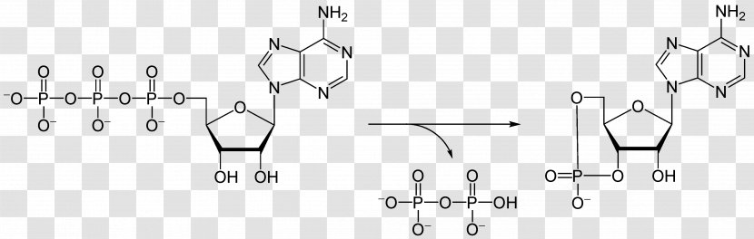 Adenosine Diphosphate Triphosphate Molecule Ribose Monophosphate - Watercolor - Enzyme Transparent PNG