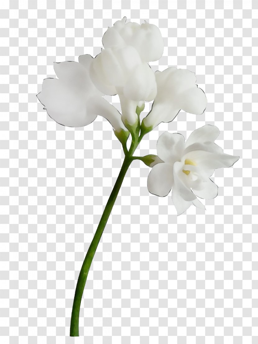 Moth Orchids Cut Flowers Plant Stem Branch Transparent PNG