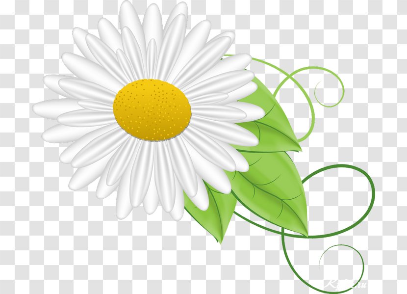 German Chamomile Animation - Camomile Transparent PNG