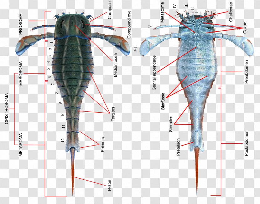 Eurypterid Eurypterus Silurian Scorpion Pterygotus - Watercolor - Anatomical Transparent PNG