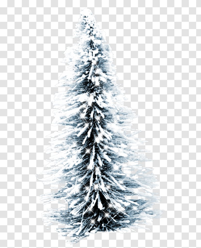 Desktop Wallpaper Clip Art Image Christmas Day - Pine Family - Branch Transparent PNG