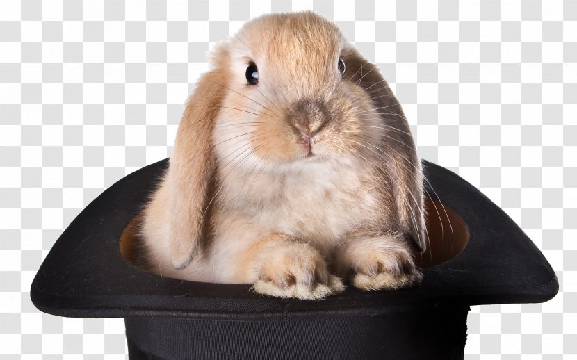 Rabbit Top Hat Magic Stock Photography Transparent PNG