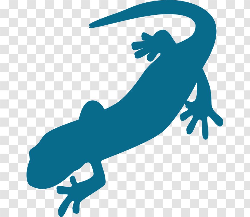 Salamander Vertebrate Newt Clip Art - Amphibian Transparent PNG
